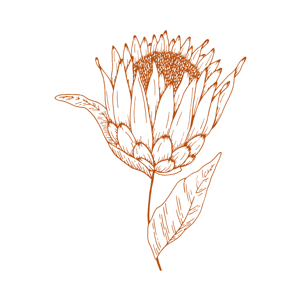 Protea - sušený květ